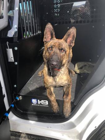 Sarge, Salida's new K-9 police dog